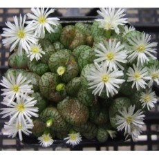 C.obcordellum multicolor SB1193 - Seed
